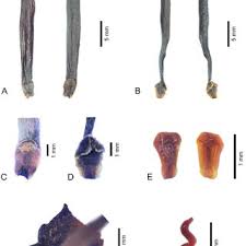 Image result for Artabotrys stolzii