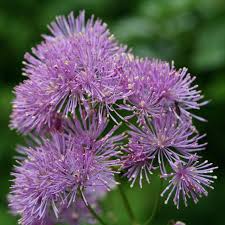 Image result for Thalictrum