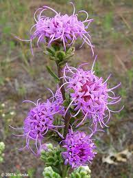Blazing Star Flower Pictures Best Flower Wallpaper