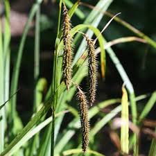 Image result for Carex angolensis