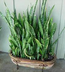 Lievelingsplant Plants Indoor Plants Sansevieria Plant
