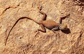 Pin By Jimgilman On Holes Sachar Aesthetis Desert Lizards Lizard Rock