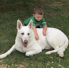 White German Shepherd Breeders And Puppies At Rolling H Farms