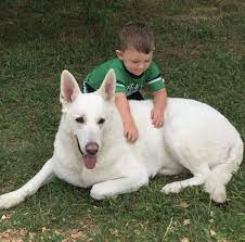 Now taking deposits for akc registered white german shepherds. White German Shepherd Breeders And Puppies At Rolling H Farms