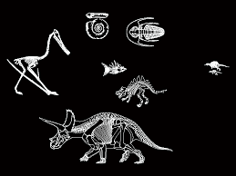 Dinosaur skull 3d model for 3ds max, maya, cinema 4d, lightwave, softimage, blender and other 3d modeling and animation software. Fosiles In Autocad Download Cad Free 650 78 Kb Bibliocad