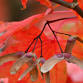 Autumn Festival: Photography Workshop event image
