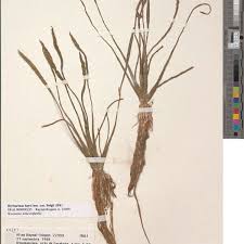 Image result for Wiesneria