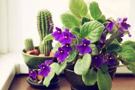 Please keep plants out of reach of children and pets. 10 Non Toxic House Plants Safe For Cats And Dogs Back To The Roots