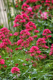 Image result for Valeriana rubra