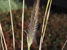 Image result for Dichanthium sericeum