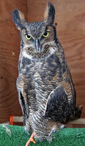 Most of the baby birds people find are fledglings. Under Her Wing Perry Protects Birds That Can T Fly Shares Her Knowledge With Others The Altamont Enterprise