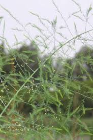 Image result for Asparagus flagellaris