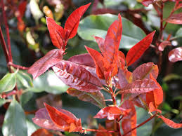 Welche sträucher und bäume im herbst die schönste vor allem die bunten farben der blätter faszinieren seit jeher groß und klein und sorgen für ein atemberaubendes. Rote Glanzmispel Red Robin Photinia Fraseri Red Robin Baumschule Horstmann