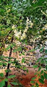 Image result for Moringa oleifera