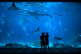 The monterey bay aquarium (or mba, founded 1984) is located on the former site of a sardine cannery on cannery row of the pacific ocean shoreline in monterey, california. Monterey Bay Aquarium Ticket Book Online At Civitatis Com