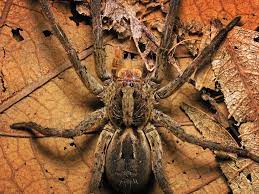 Diferença entre aranha lobo e aranha armadeira! Aranha De Grama Wikipedia A Enciclopedia Livre