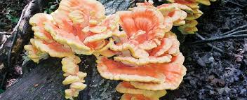 Oct 07, 2014 · chicken of the woods is a polypore mushroom because its fertile surface (underside) contains numerous pores from where the spores are dispersed. Sulfur Colored Chicken Of The Woods Missouri Department Of Conservation
