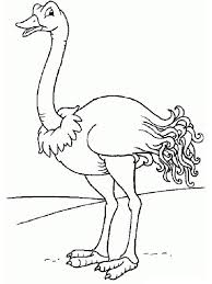 This section includes, enjoyable colouring, free printable homework, ostrich coloring pages and worksheets for every age. Ostrich Coloring Page 1001coloring Com
