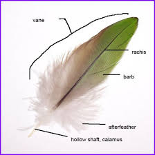 Though not as popular as other modern writing whether the nib is the shaft of a feather or a metal nib, you should rinse it thoroughly with water after writing. Anatomy Parts Of A Feather Outside My Window
