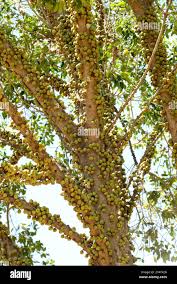 Image result for Ochna manikensis