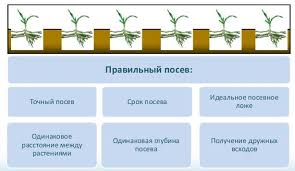 Posev Kukuruzy Normy Vyseva Sroki Nyuansy Agronom Co