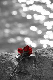 Fiori in bianco e nero foto & immagine di theartist95 ᐅ vedi e commenta gratuitamente la foto su fotocommunity. Pin Di Silke Colemako Su Color Splash Fotografia Di Fiori Bianco E Nero Foto In Bianco E Nero