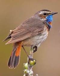 bluethroat luscinia svecica birds naturegate most beautiful birds birds colorful birds