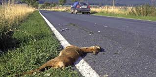 Sie fahren bei dunkelheit mit fernlicht. Abblenden Abbremsen Anhalten Grafenhausen Badische Zeitung