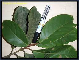 Image result for Beilschmiedia michelsonii