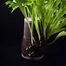 Image result for Microsorum punctatum