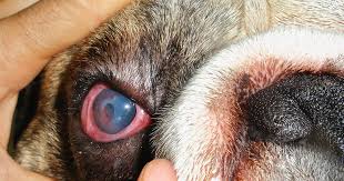 Flea bites on dogs belly pictures; Brachycephalic Dogs Most Susceptible To Corneal Ulceration Study Proves Vet Times