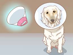 Hautanhangsel Bei Einem Hund Selber Entfernen 11 Schritte Mit Bildern Wikihow