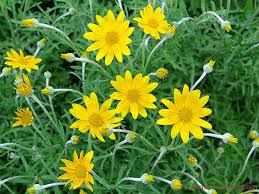Evergreen with leaves arranged around the stem and drooping a little. Deer Resistant Plants That Attract Pollinators Bc Farms Food