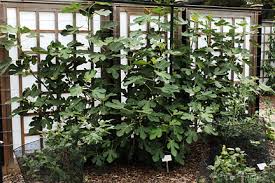 Résultat de recherche d'images pour "brunswick fig leaf and fruit"