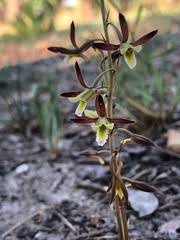 Image result for Eulophia seleensis