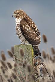 Trees or other sites for nesting and perching are important requirements for breeding. Juvenile Red Tailed Hawk Photograph By Natural Focal Point Photography