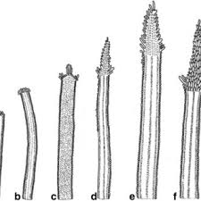 Image result for Emilia caespitosa