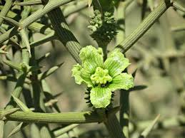 Image result for Acanthosicyos