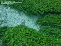 Image result for Lagarosiphon major