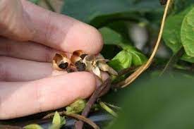Pin On Vines