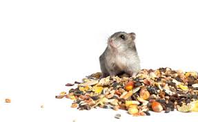L Alimentation Du Hamster