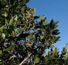 Image result for Chionanthus foveolatus