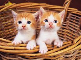 Sari Kedi Yavrusu 3 Jpg 1500 1125 Hayvan Bebekler Cute Kittens Kediler Ve Yavrulari