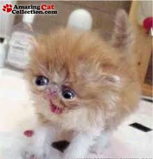 Pin On Ugly Cats