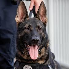 Image result for Stone Gray 2021 Responder