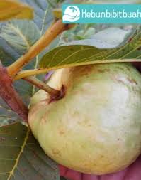 Manfaat semangka untuk ibu hamil berikutnya adalah membantu meningkatkan imunitas tubuh. Manfaat Jambu Biji Untuk Ibu Hamil Archives Kebun Bibit Buah