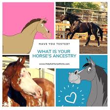 Pin On Horse Colors Bay Dun Horses