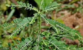 Image result for Phyllanthus amarus