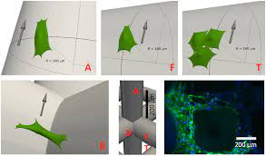 Heat gun and scraper, keep the blade hot and the undercoating slides off. Immersed Boundary Models For Quantifying Flow Induced Mechanical Stimuli On Stem Cells Seeded On 3d Scaffolds In Perfusion Bioreactors