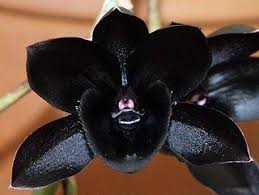Pin On Flowers
